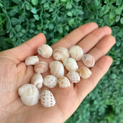15 Conchas do Mar