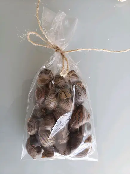100 Conchas Nerita