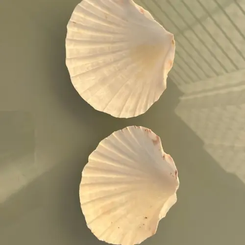 2 Conchas do Mar Shell Cod 2