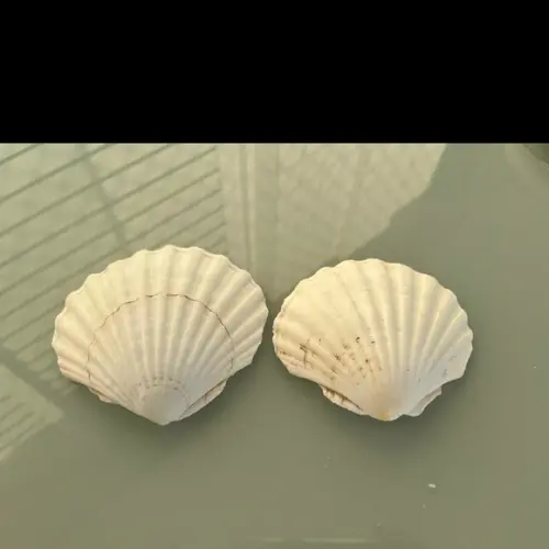 2 Conchas do Mar Shell Cod 2