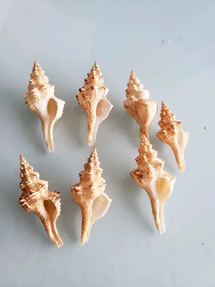 2 Conchas do Mar Fusinus
