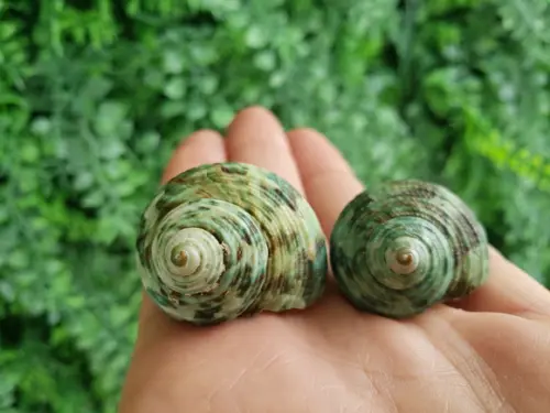 2 Conchas do mar Turbo