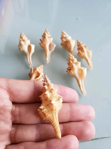 2 Conchas do Mar Fusinus