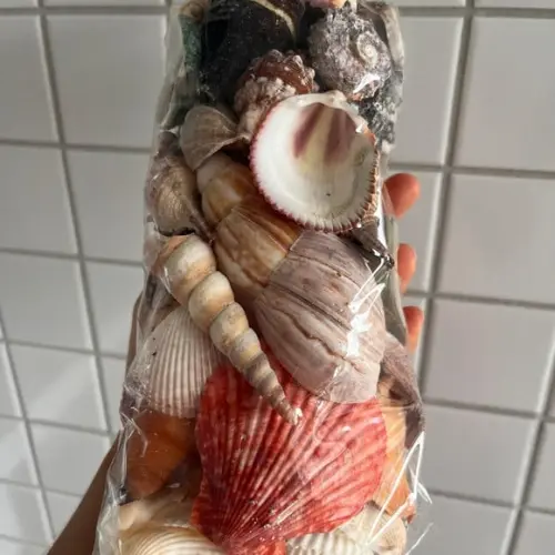 2 Sacos de Conchas do Mar Natural G