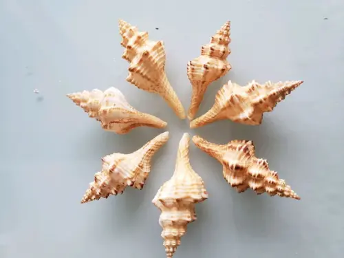 2 Conchas do Mar Fusinus