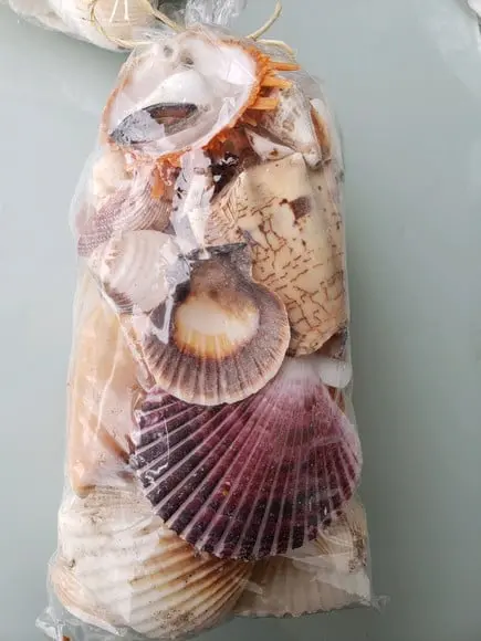2 Sacos de Conchas do Mar G