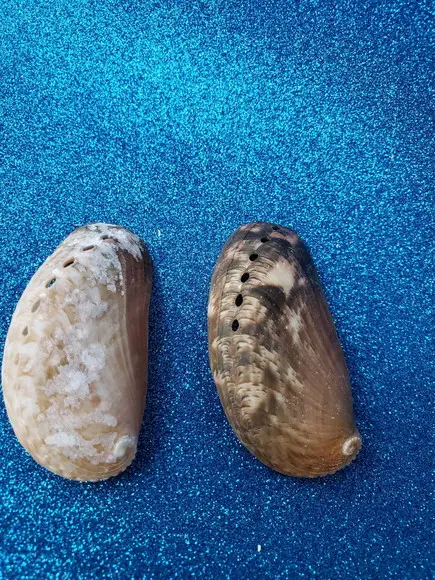 2 Conchas do Mar Abalone