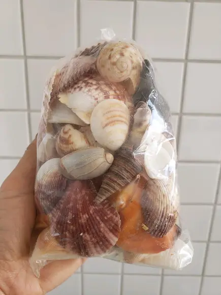 2 Sacos de Conchas do Mar P