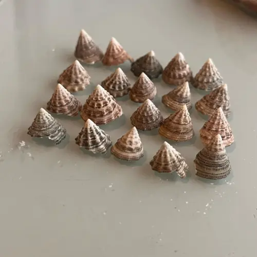 20 Conchas do Mar