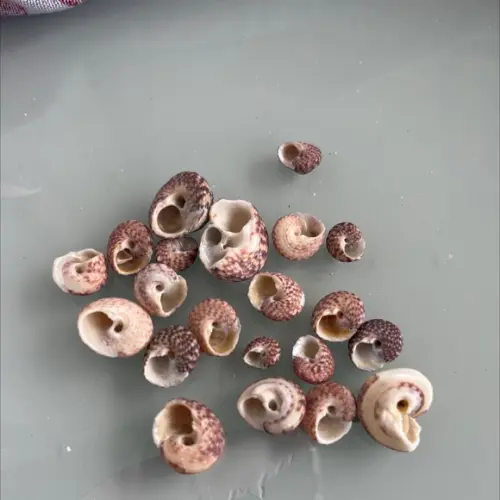 20 Conchas do Mar