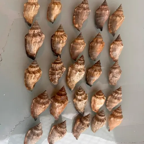 25 Conchas do Mar