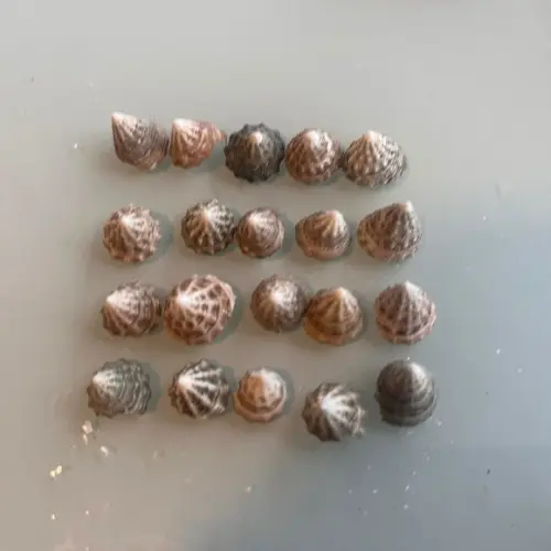 20 Conchas do Mar