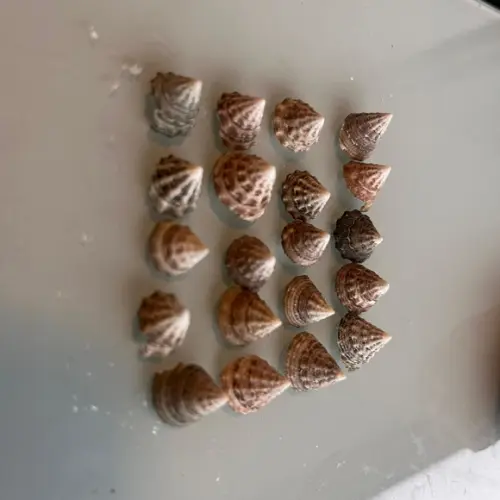 20 Conchas do Mar