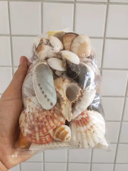 2 Sacos de Conchas do Mar P