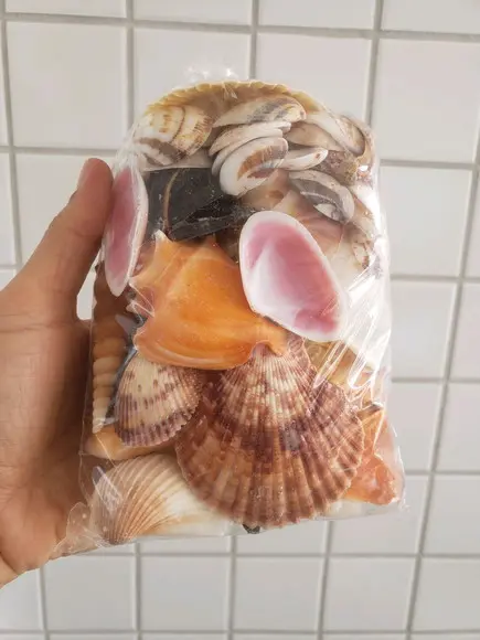 2 Sacos de Conchas do Mar P