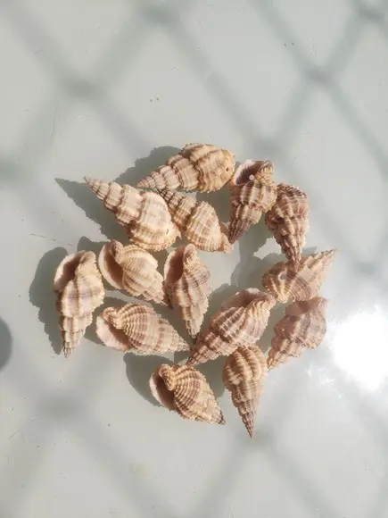 6 Conchas do Mar