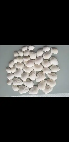 30 Conchas do Mar