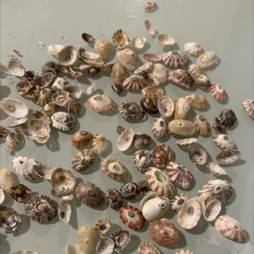 30 Conchas do Mar