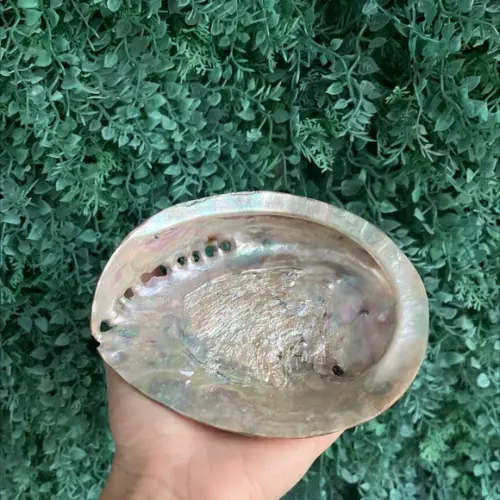 Abalone Concha do Mar Cod 02