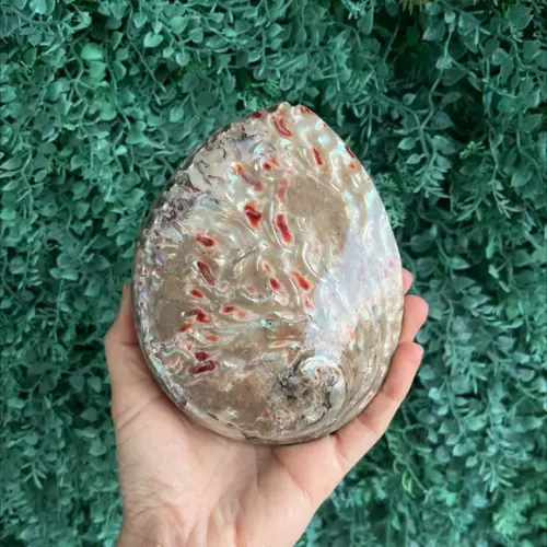 Abalone Concha do Mar Cod 02