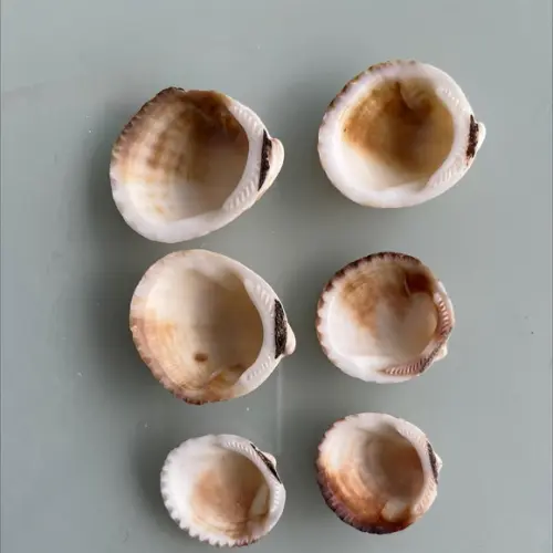 6 Conchas do Mar Cod 88