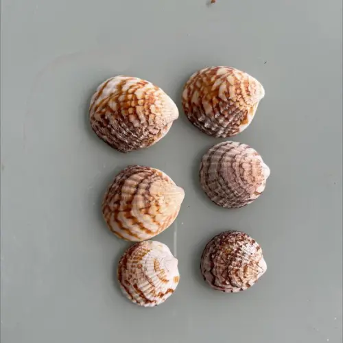 6 Conchas do Mar Cod 88