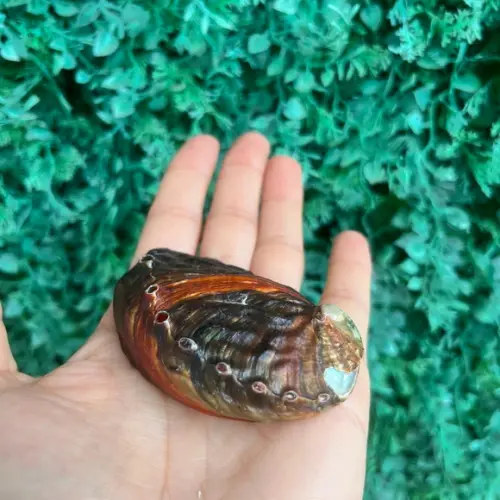Abalone Concha do Mar Cod 062