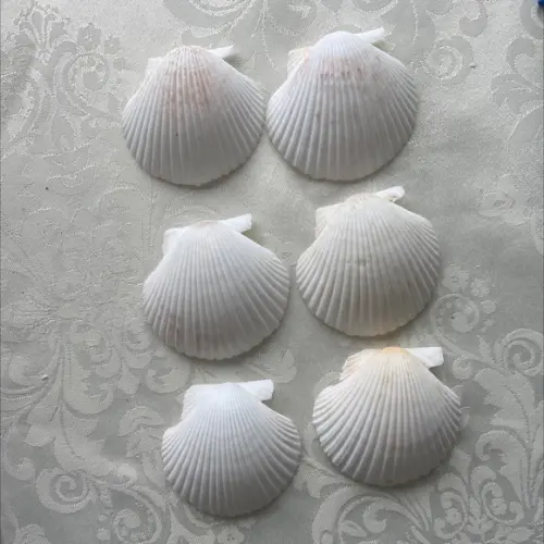 6 Conchas do Mar Cod 6