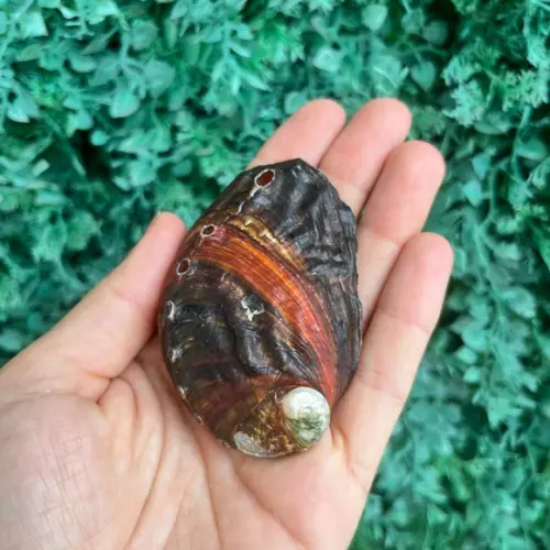 Abalone Concha do Mar Cod 062