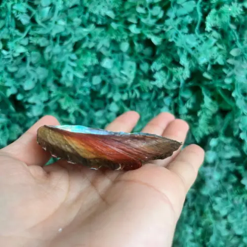 Abalone Concha do Mar Cod 062