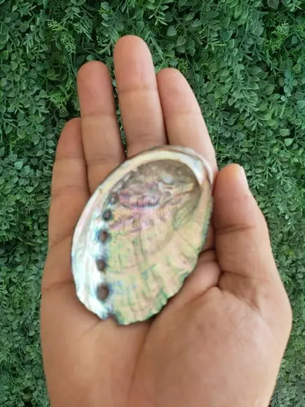 Abalone Concha do Mar Cod 16