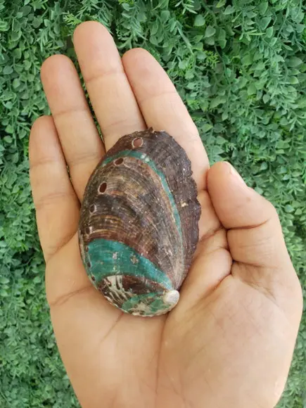 Abalone Concha do Mar Cod 16