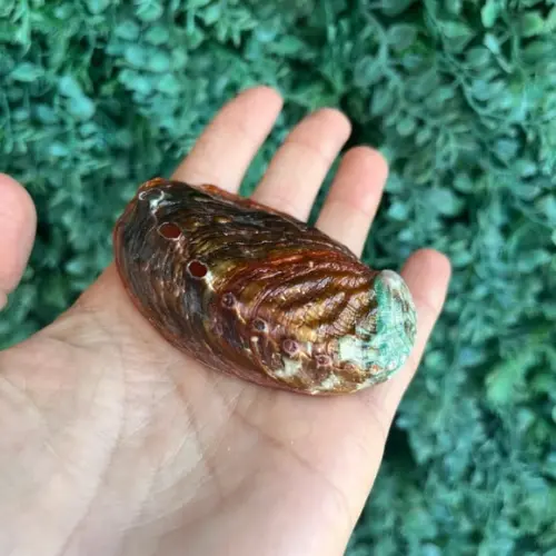 Abalone Concha do Mar Cod 2