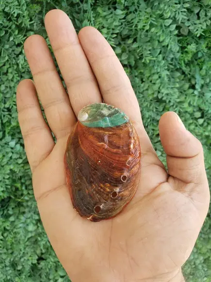 Abalone Concha do Mar Cod 14