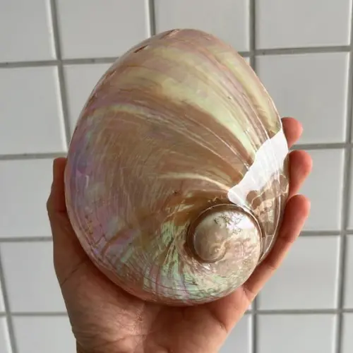 Abalone Perolada Cod 01
