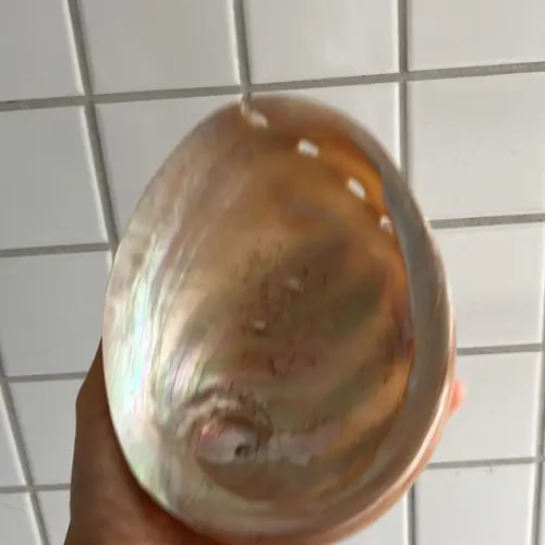 Abalone Perolada Cod 01