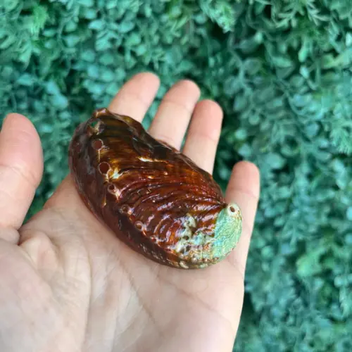 Abalone Concha do Mar Cod 4