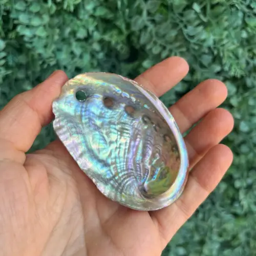 Abalone Concha do Mar Cod 2