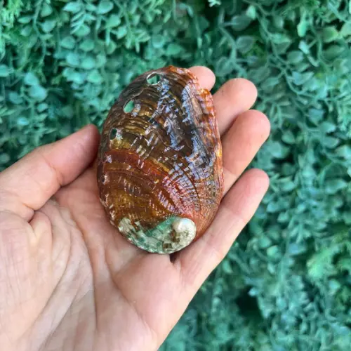 Abalone Concha do Mar Cod 2