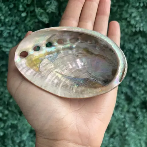 Abalone Red Cod 02