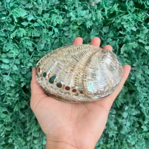 Abalone Perolada m Cod 051
