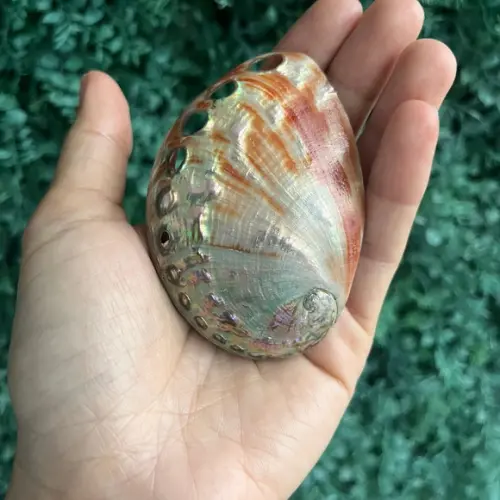 Abalone Red Cod 03