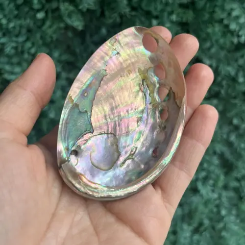 Abalone Red Cod 03