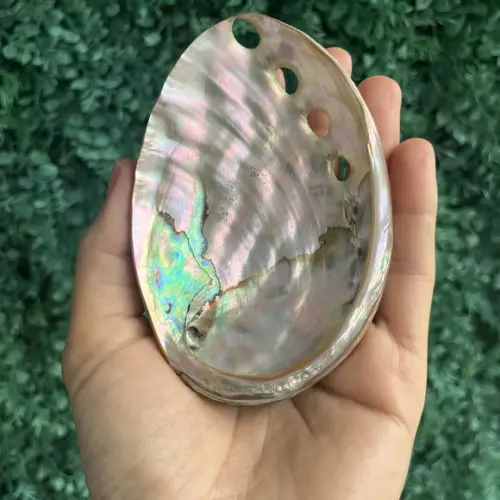 Abalone Red Cod 01