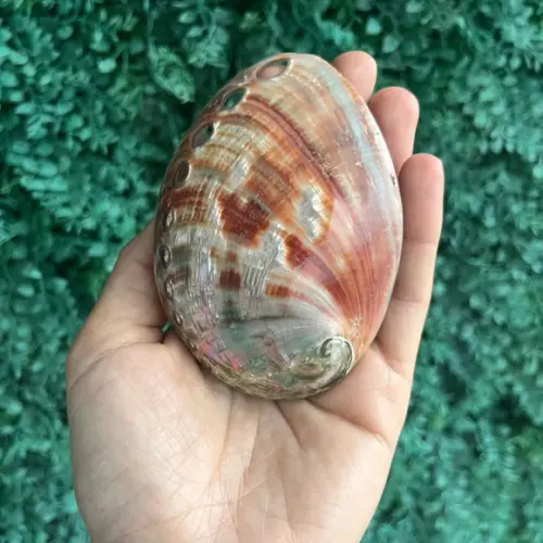 Abalone Red Cod 02