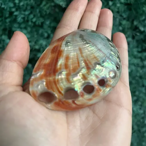 Abalone Red Cod 03