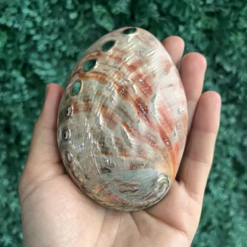 Abalone Red Cod 01