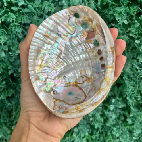 Abalone Perolada m Cod 051