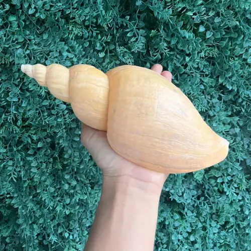 Adelomelon Riosi Concha do Mar 2