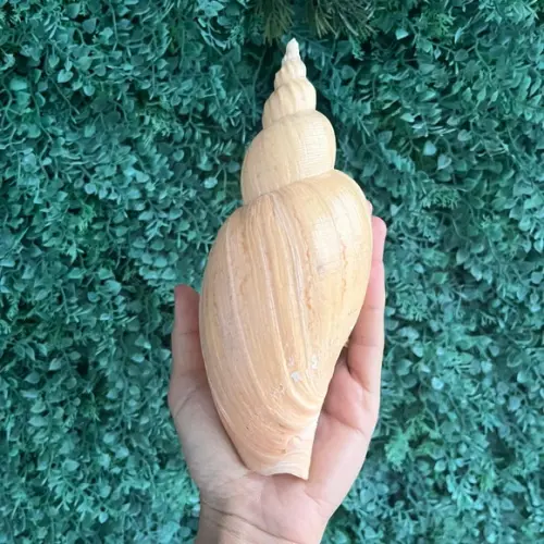 Adelomelon Riosi Concha do Mar 4